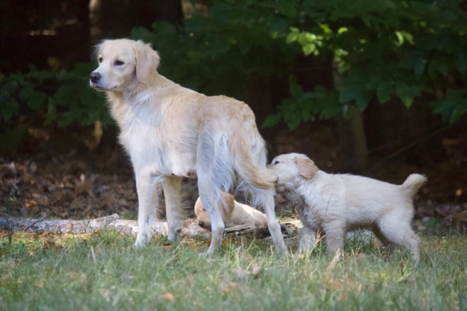 A Golden Retriever mother with her litter of puppies at Bear Foot Goldens
